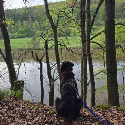 Hundetreffen-Gemeinsame Gassirunden gesucht-Bild