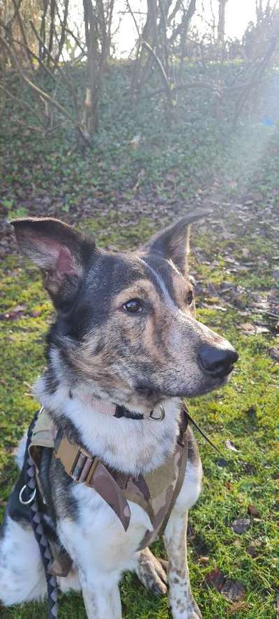 Hundetreffen-Hundekumpel oder Kumpeline für Loki gesucht-Bild