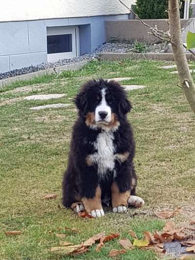 Welpen Bilder !-Beitrag-Bild