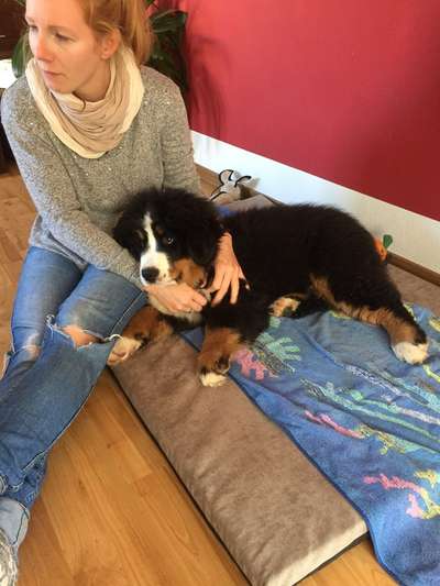 Welpen Bilder !-Beitrag-Bild