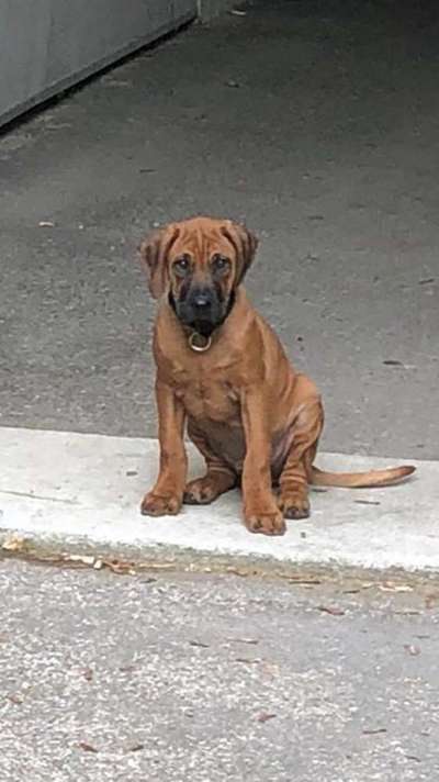 Welpen Bilder !-Beitrag-Bild