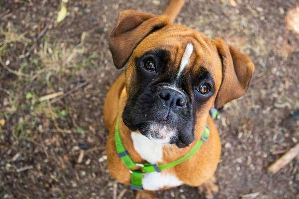 Hundetreffen-Hundekontakte Trainieren-Bild