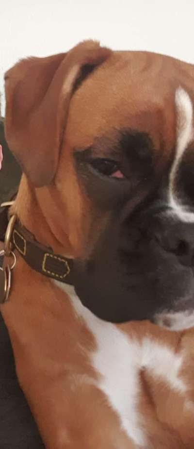 Dogorama Photo Challenge- genervter Blick-Beitrag-Bild