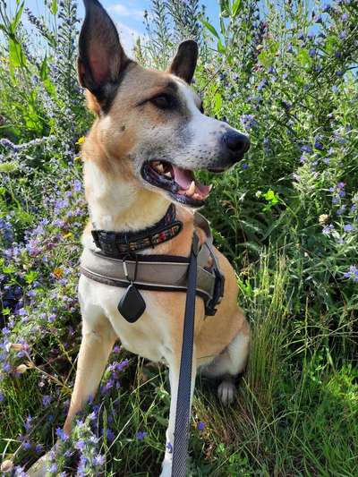 Die Dogorama Kalender Challenge 4/4-Beitrag-Bild