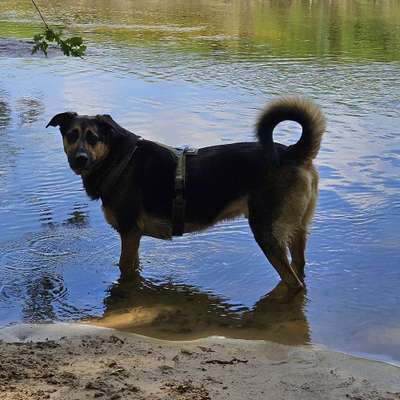 Hundetreffen-Sozialkontakte-Bild