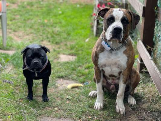 Bester Freund, Hundekumpel - zeigt her!-Beitrag-Bild