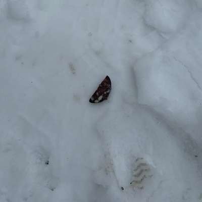 Giftköder-vermutlich Giftköder / präparierte Wurst-Bild