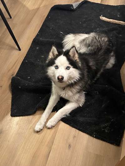 Hundetreffen-Spieltreffen für unseren Hund Blue-Bild