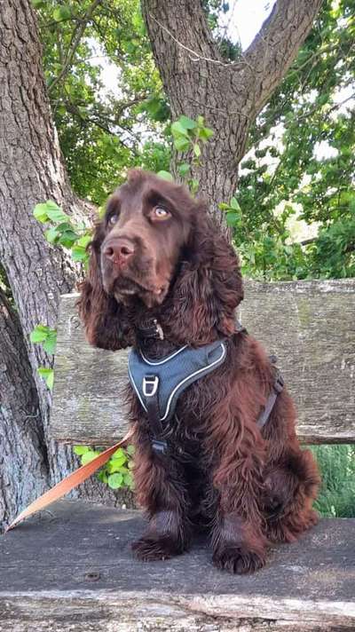 Englisch Cocker Spaniel-Beitrag-Bild