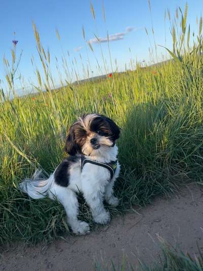 Hundetreffen-Kleine Spielkameraden gesucht 🐶-Bild