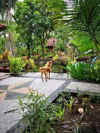 Wie kamst du zu deinem Hund?-Beitrag-Bild