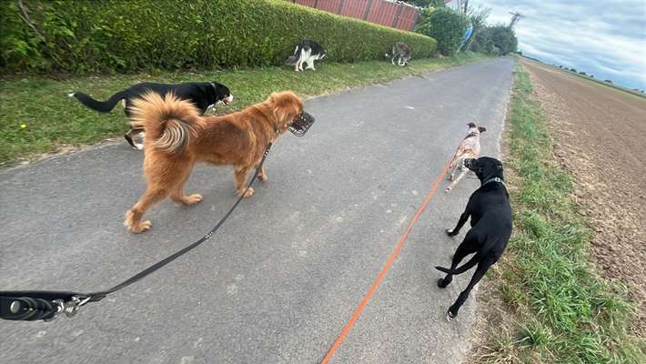 Hundetreffen-Sozial Walk-Bild