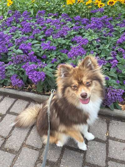 Pomsky-Beitrag-Bild