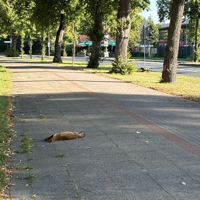 Giftköder-Toter Fuchs auf dem Fußweg.-Bild