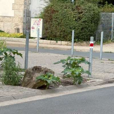 Giftköder-Einige Exemplare gemeiner Stechapfel-Bild