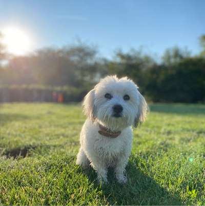 Hundetreffen-Trainingsspaziergänge / Spielpartner-Bild