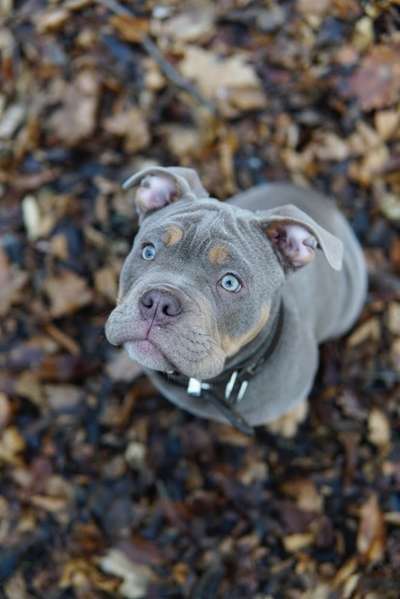 Olde English Bulldogge-Beitrag-Bild
