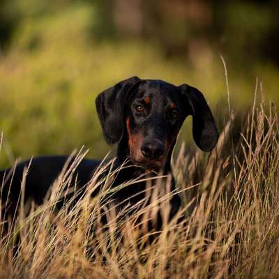 Hundetreffen-Gassi & spielrunde