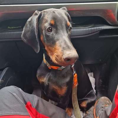 Hundetreffen-Gassi & spielrunde-Profilbild