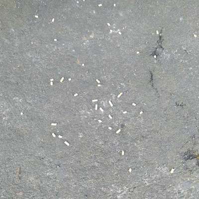 Giftköder-mögliche Giftköder-Bild