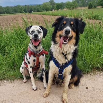 Hundetreffen-Begenungs Training-Profilbild