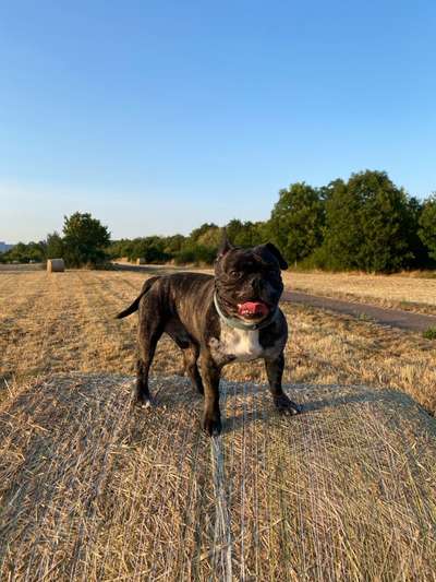 Hundetreffen-Treffen in Mockau-Bild