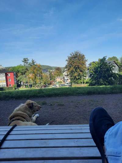 TierschutzhundeStammtisch🐕-Beitrag-Bild