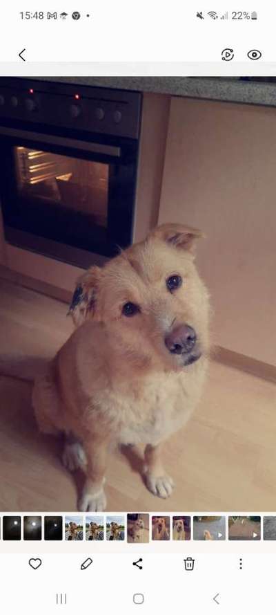 Auslandstierschutz-Beitrag-Bild