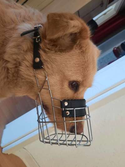 Wie sitzt mein Maulkorb / Maulkorb-Beratung-Beitrag-Bild