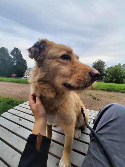 TierschutzhundeStammtisch🐕-Beitrag-Bild