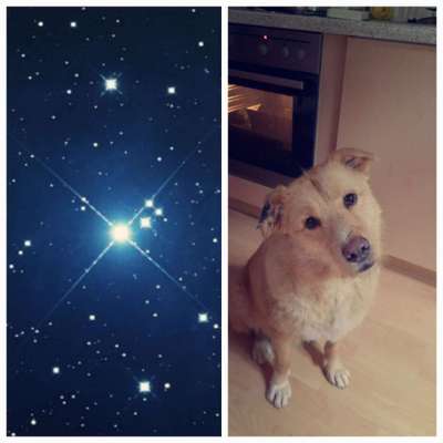 Wie heißt dein Hund?-Beitrag-Bild