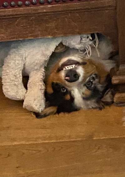 Zeige den lustigsten Blick deines Hundes-Beitrag-Bild