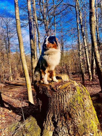 Foto -Challenge  Thema : Dein Hund Im Wald-Beitrag-Bild