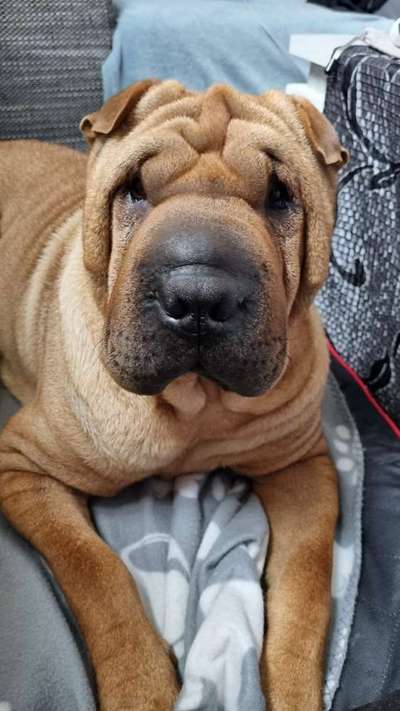 Dogorama Photo Challenge - Be my valentine-Beitrag-Bild