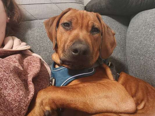 Rhodesian Ridgeback-Beitrag-Bild