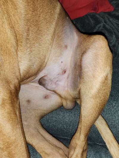 Rhodesian Ridgeback-Beitrag-Bild