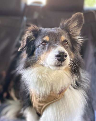 Shelties-Beitrag-Bild