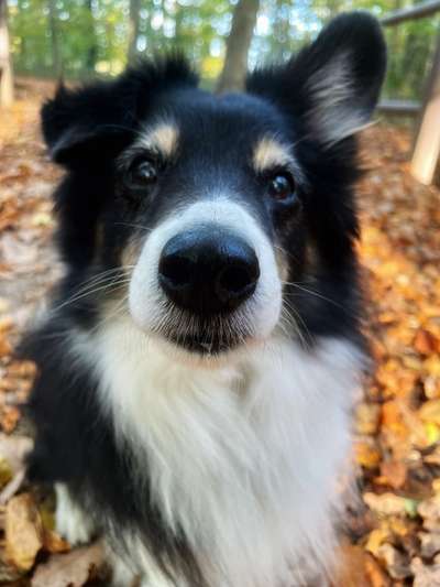 Mischlingshunde Foto Aufruf-Beitrag-Bild