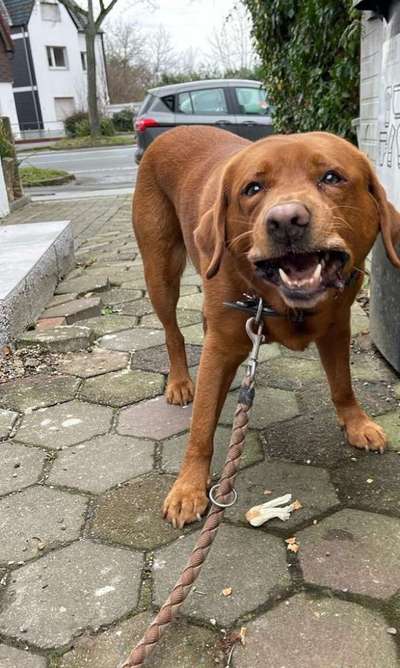 Lustigsten Bilder-Beitrag-Bild