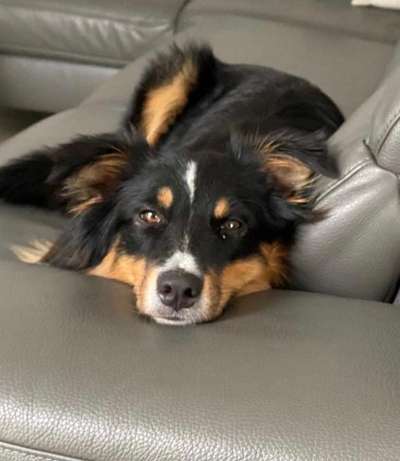 Dogorama Photo Challenge - Hundeblick zum hinschmelzen-Beitrag-Bild