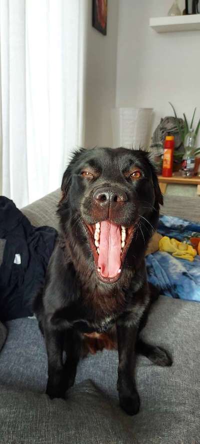 Die Dogorama-Wochen-Challenge "Die schönste Grimasse"-Beitrag-Bild