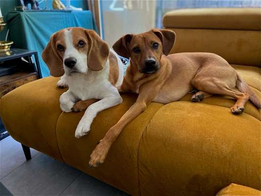 Hundetreffen-Leinenbegegnungen trainieren.-Bild