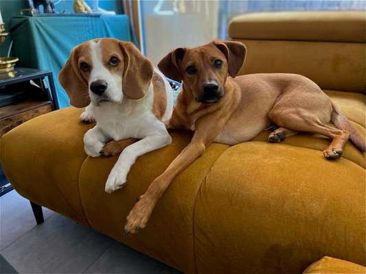 Hundetreffen-Leinenbegegnungen trainieren.-Bild