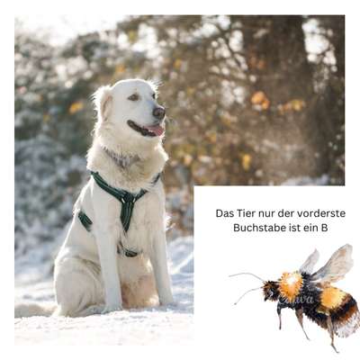 Wie heißt dein Hund?-Beitrag-Bild