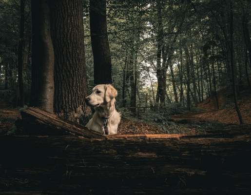 Hundetreffen-Goldiwalk-Bild