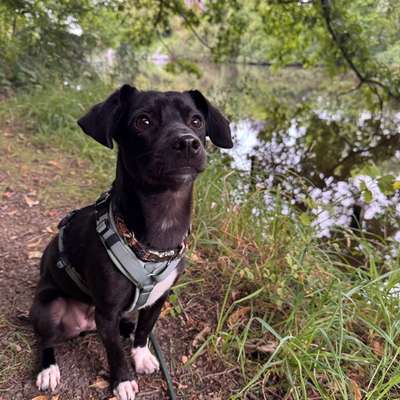 Hundetreffen-Gemeinsames Spazieren gehen-Bild
