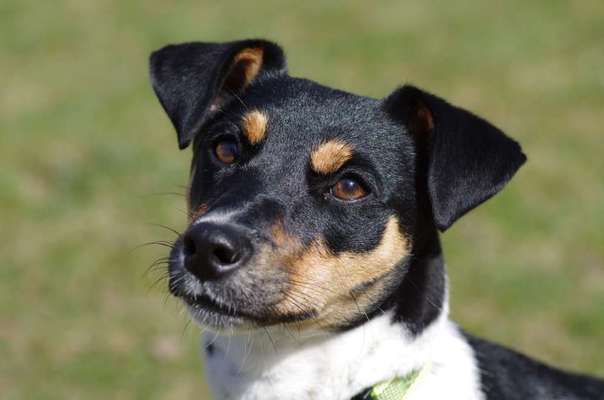 Wo sind die Jack und Parson Russell Terrier?-Beitrag-Bild