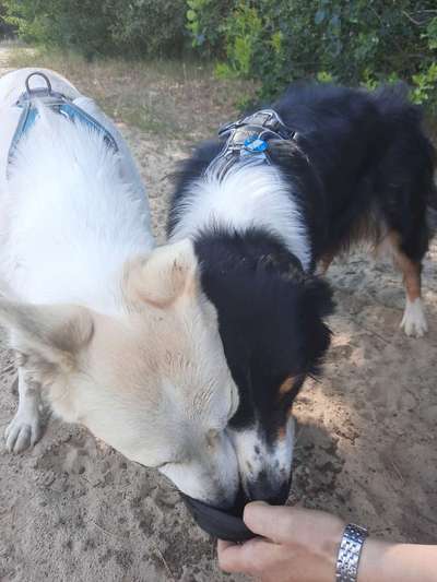 Bester Freund, Hundekumpel - zeigt her!-Beitrag-Bild