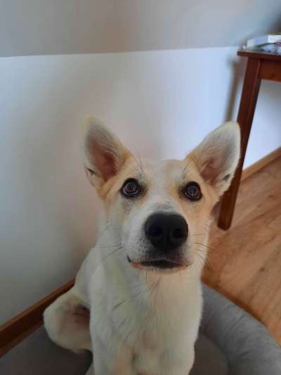 Dogorama Photo Challenge - Hundeblick zum hinschmelzen-Beitrag-Bild