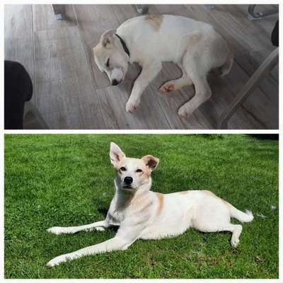 Vom Welpen zum Hund-Beitrag-Bild